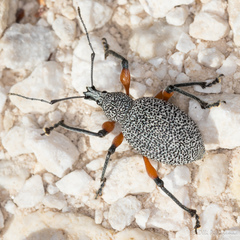 Otiorhynchus