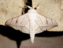 Bedosia fraterna