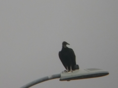 Coragyps atratus