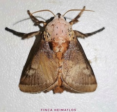 Pseudovipsania invera