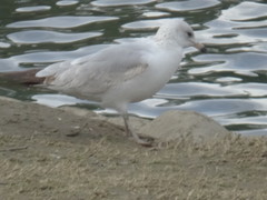 Larus delawarensis