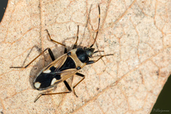 Raglius confusus
