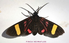 Histioea proserpina
