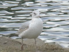 Larus delawarensis