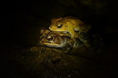 Incilius leucomyos
