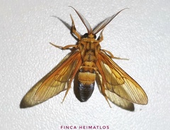 Sarosa acutior