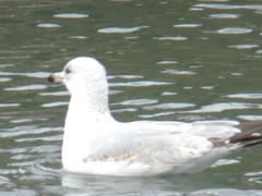 Larus delawarensis