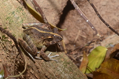 Craugastor aurilegulus