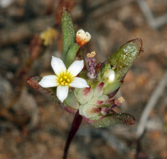 Gymnosteris parvula