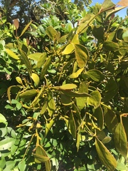 Phoradendron bathyoryctum