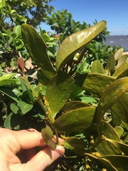 Phoradendron bathyoryctum