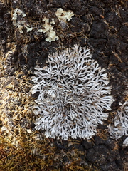 Heterodermia appalachensis