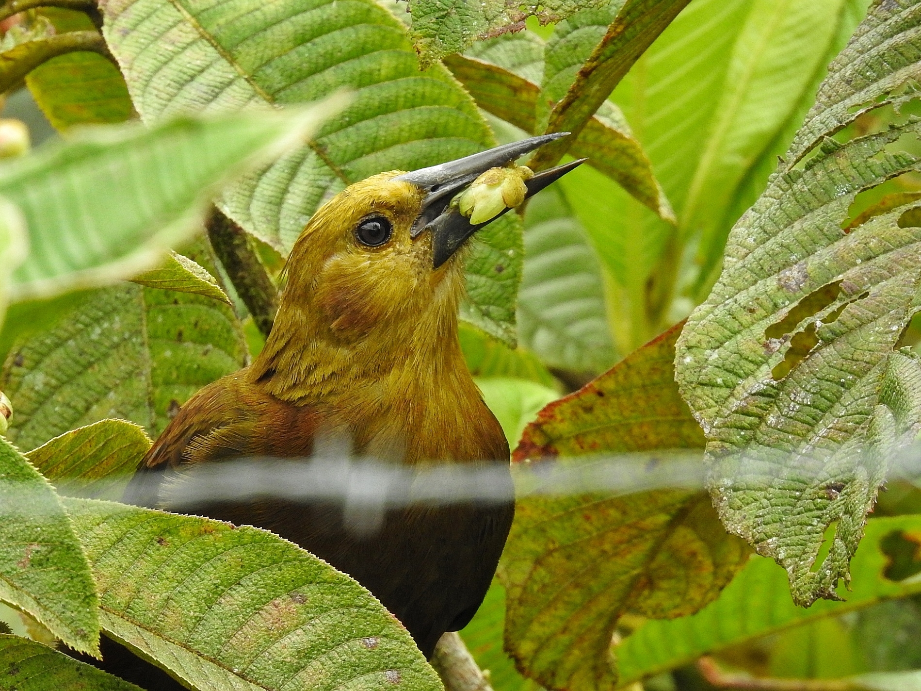 Russet-backed Oropendola illustration