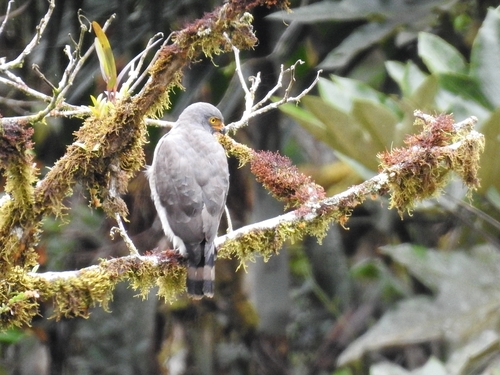 Buse à gros bec (Rupornis magnirostris)