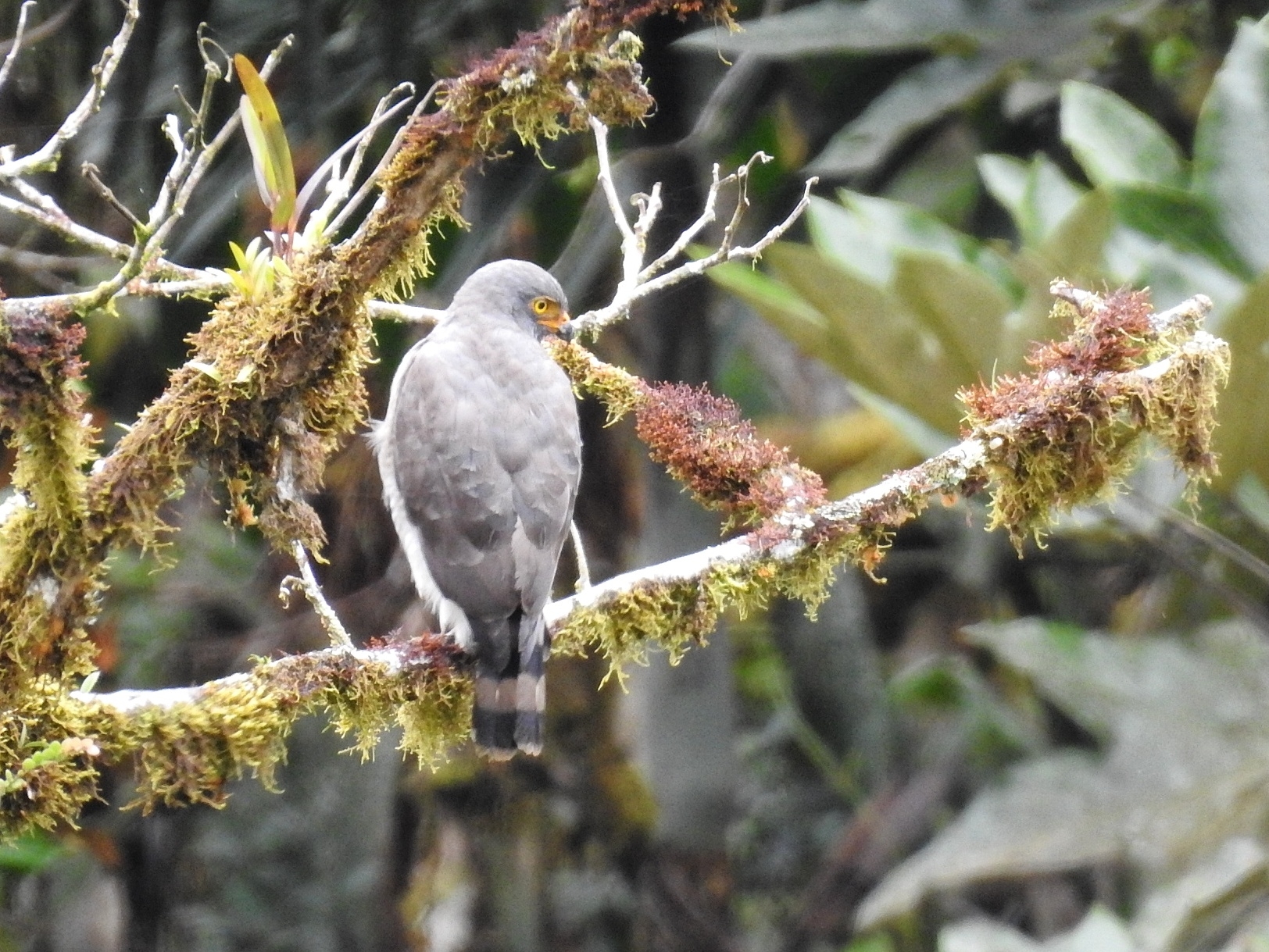Roadside Hawk (Rupornis magnirostris)