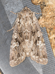 Pachetra sagittigera