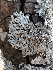 Heterodermia hypoleuca