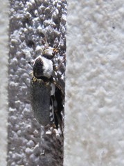 Dermestes maculatus