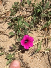 Petunia integrifolia