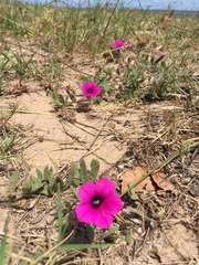 Petunia integrifolia