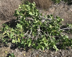 Malva assurgentiflora glabra