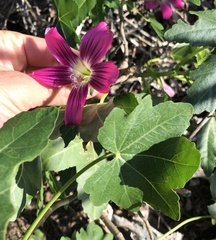 Malva assurgentiflora glabra