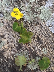 Stigmaphyllon ciliatum