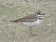 Charadrius vociferus