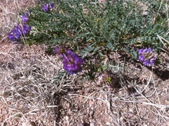 Astragalus lentiginosus diphysus