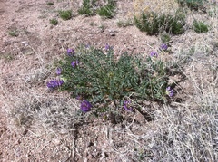 Astragalus lentiginosus diphysus