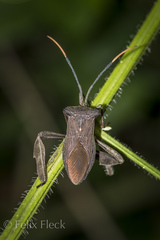 Acanthocephala heissi