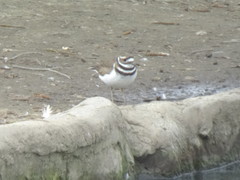 Charadrius vociferus
