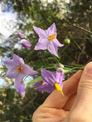 Solanum amygdalifolium