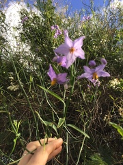 Solanum amygdalifolium