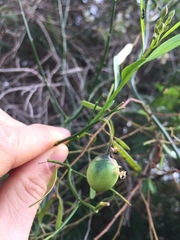 Solanum amygdalifolium