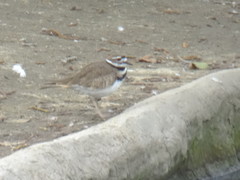 Charadrius vociferus