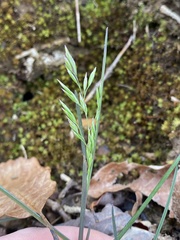 Poa cuspidata