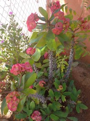 Euphorbia milii