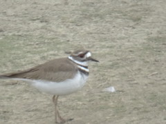 Charadrius vociferus