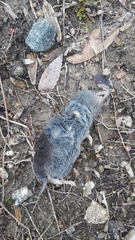 Blarina carolinensis