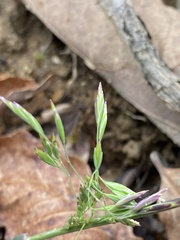 Poa cuspidata