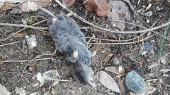 Blarina carolinensis