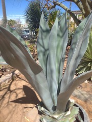 Agave
