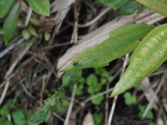 Aoaraneus pentagrammicus