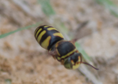 Bicyrtes insidiatrix