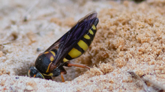 Bicyrtes insidiatrix