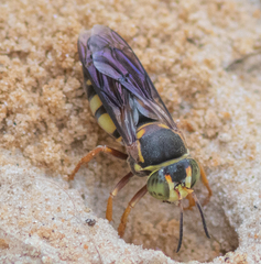 Bicyrtes insidiatrix