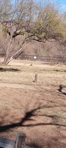 North American River Otter photographed in Arizona