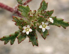 Ipomopsis polycladon