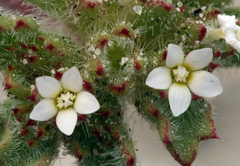 Ipomopsis polycladon